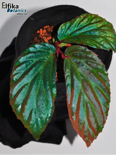 Begonia metallicolor (c. 1)