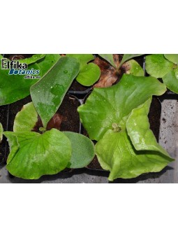 Platycerium elephantotis