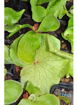 Platycerium elephantotis