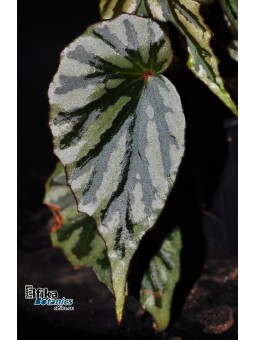 Begonia sp. Irian Jaya U682