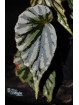 Begonia sp. Irian Jaya U682