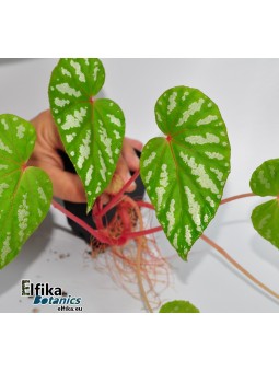 Begonia sp. Konmei U681