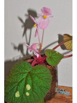 Begonia gulinqingensis