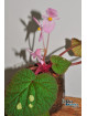 Begonia gulinqingensis