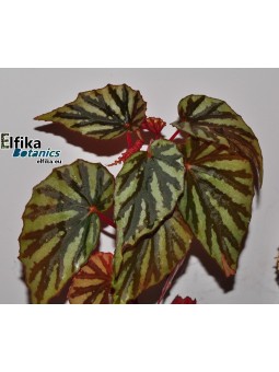 Begonia sp. Irian Jaya U682