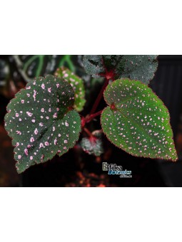 Begonia sp. Pink Metallic Spots