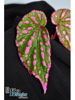 Begonia cf. negrosensis