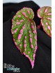 Begonia cf. negrosensis