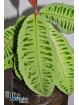 Emblemantha urnulata Ivory