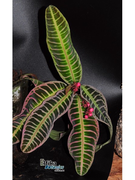 Emblemantha urnulata Extreme Pink