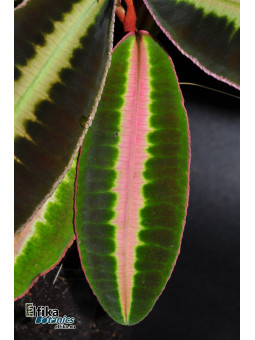 Emblemantha sp. Line (Fluo Pink)