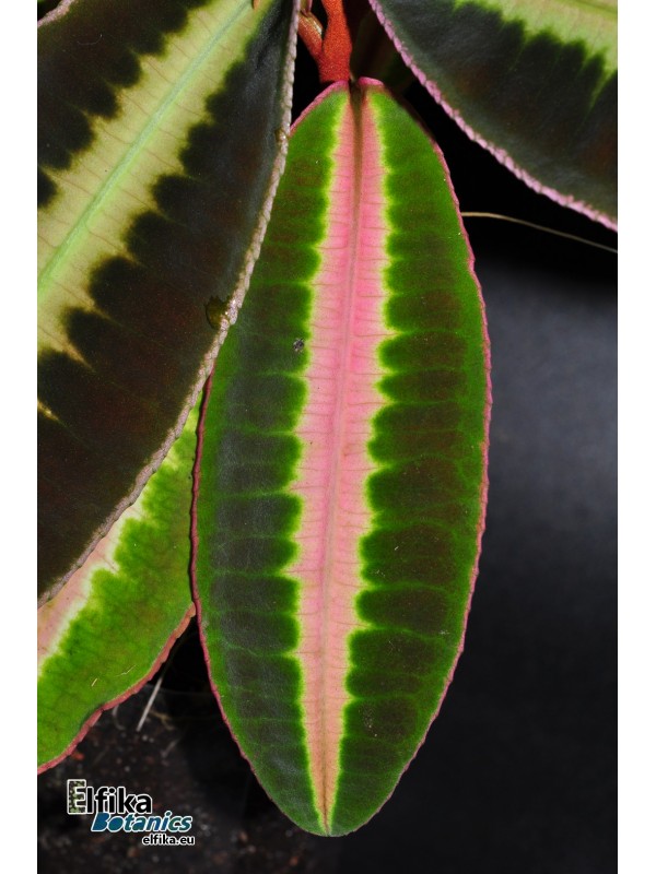 Emblemantha sp. Line (Fluo Pink)