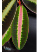 Emblemantha sp. Line (Fluo Pink)