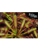 Drosera capensis Wide Leaf