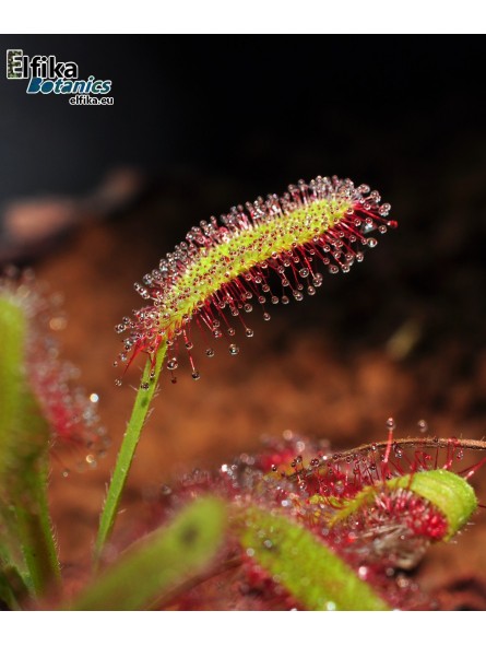 Drosera capensis Wide Leaf