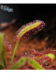 Drosera capensis Wide Leaf