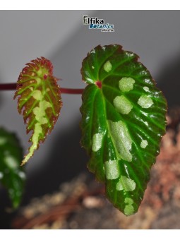 Begonia sp. Mantuk (clone 2)