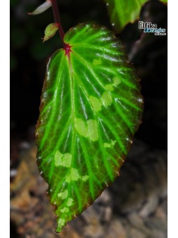 Begonia sp. Mantuk (clone 2)