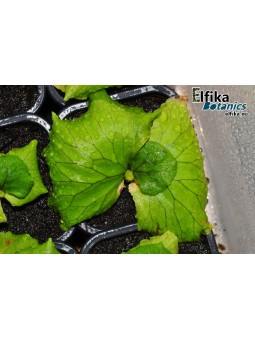 Platycerium madagascariense