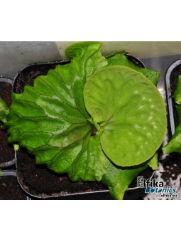 Platycerium madagascariense