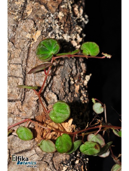 Begonia lichenora