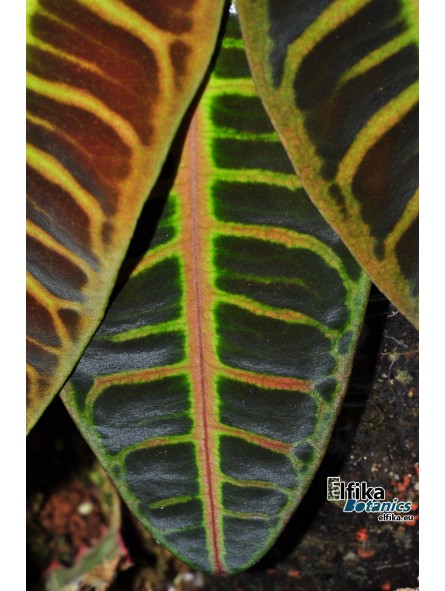 Emblemantha urnulata Green Orange