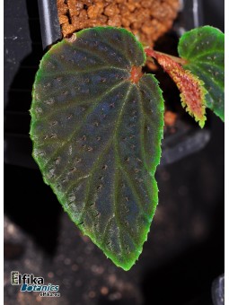 Begonia ruthiae (EBc1)