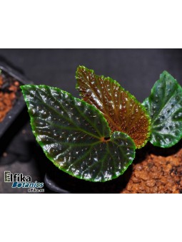 Begonia ruthiae (EBc1)