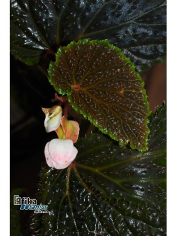 Begonia ruthiae (EBc1)