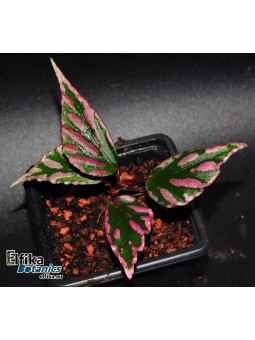 Begonia sp. Julau U684 (c.1)