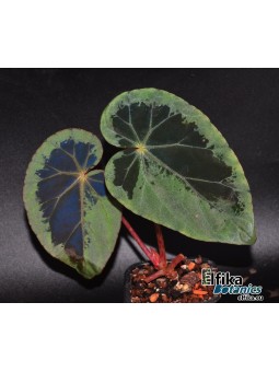 Begonia burkillii (Silver Edge, femelle)
