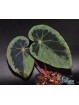 Begonia burkillii (Silver Edge, femelle)