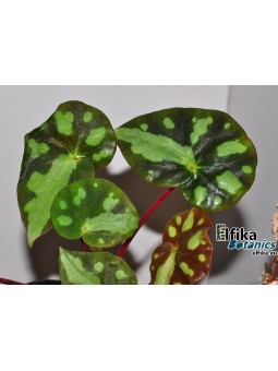 Begonia pseudodryadis