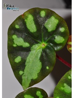 Begonia pseudodryadis