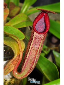 Nepenthes glandulifera x (lowii x truncata Wide Peristome)