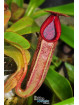 Nepenthes glandulifera x (lowii x truncata Wide Peristome)