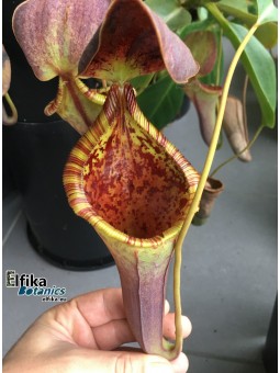 Nepenthes lowii x campanulata (cl.2, male)