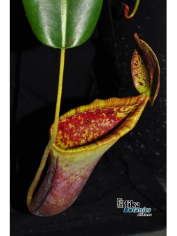 Nepenthes lowii x campanulata (cl.2, male)