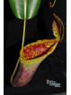 Nepenthes lowii x campanulata (cl.2, male)
