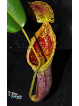 Nepenthes lowii x campanulata (cl.2, male)