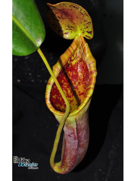 Nepenthes lowii x campanulata (cl.2, male)
