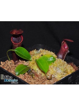 Nepenthes lowii x campanulata (cl.2, male)