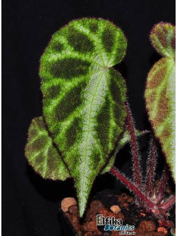 Begonia locii