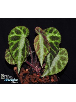 Begonia locii