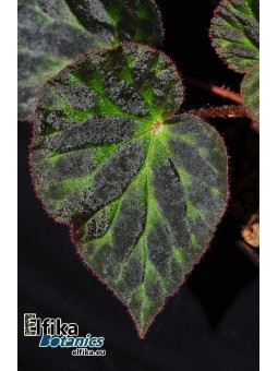Begonia luzhaiensis