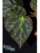 Begonia luzhaiensis