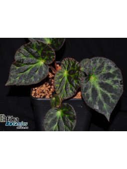 Begonia luzhaiensis