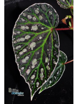 Begonia "Elfika Emerald Eclipse"