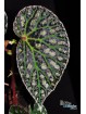 Begonia "Emerald Eclipse"