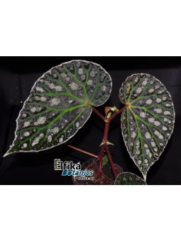 Begonia "Elfika Emerald Eclipse"